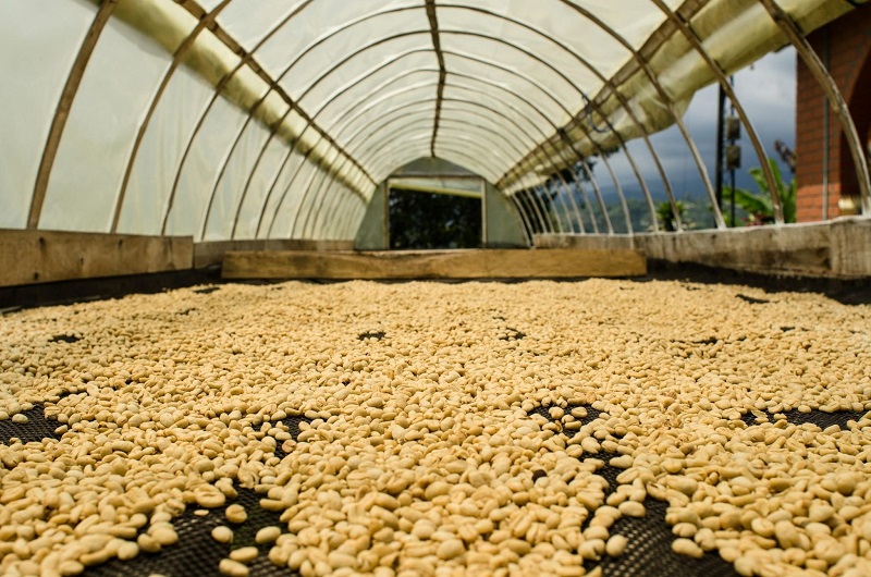 コーヒー豆の精選