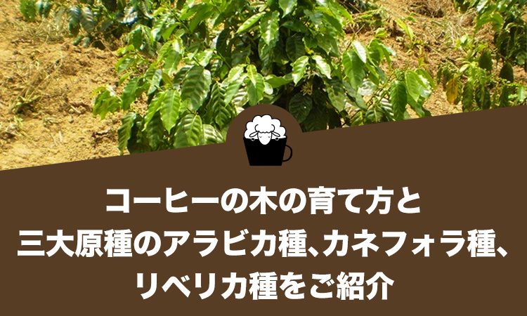 コーヒーの木の育て方と三大原種のアラビカ種、カネフォラ種、リベリカ種をご紹介します。
